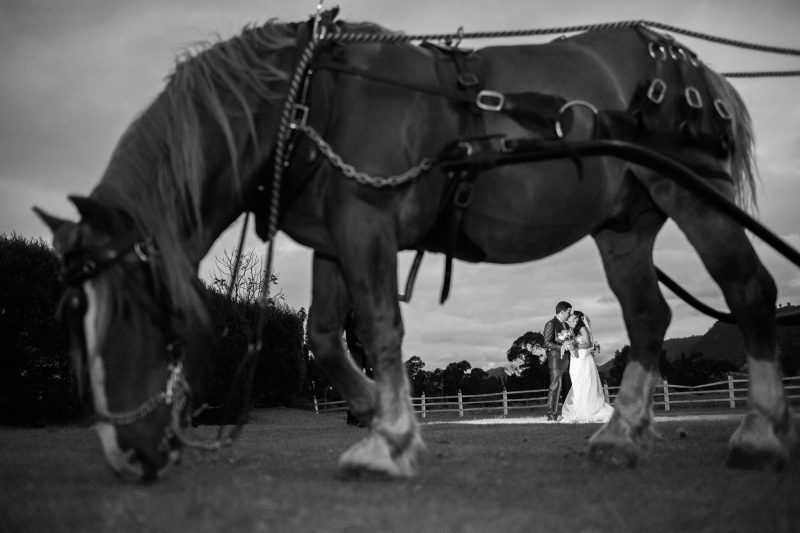 Caballo en la Boda de Adriana y Roberto